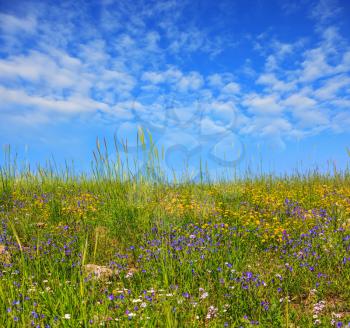  Gentle hills covered with a carpet of wild flowers. Spring flowering Golan, Israel