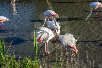 Love pink flamingos. Picturesque exotic birds tenderly embrace each other