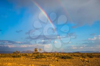  The concept of exotic tourism. The magnificent rainbow crosses the sky over desert in Namibia. Dirt road in the African steppe