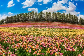  The scenic field. Spring in Israel. Magnificent multicolored flowering garden buttercups. The concept of modern agriculture and industrial floriculture