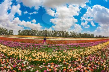 Woman photographing scenic rural field. Spring in Israel. Magnificent multicolored flowering garden buttercups. The concept of modern agriculture and industrial floriculture