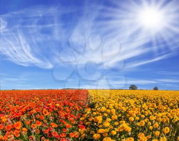  Concept of rural and recreational tourism. The bright southern sun illuminates the fields of red garden buttercups- ranunculus. Wind drives the cirrus clouds