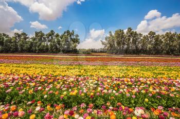 The concept of modern agriculture and industrial floriculture. Kibbutz field. Magnificent flowering garden buttercups. Spring in Israel