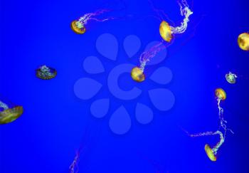  Lovely decorative small jellyfish in the blue water of the aquarium. The magical underwater world