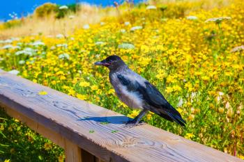 Wooden walkway with handrails among flowering meadows. Raven sitting on railing