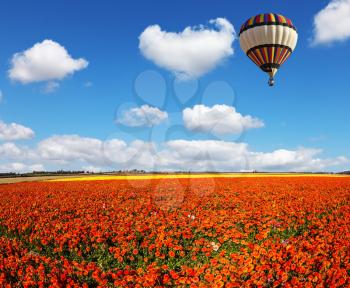 The huge multi-color balloon slowly flies in clouds. The  blossoming fields of red and yellow garden buttercups. Concept of rural and extreme tourism
