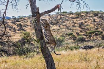 Savannah in Namibia. An African spotted leopard climbed a tree. The pieces of meat for him are laid out on the branches. Leopard feeding. The concept of ecological tourism