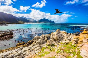  Large cormorant flies over the coast. The boulders and algae of the Atlantic. Boulders Penguin Colony National Park, South Africa. The concept of  ecotourism