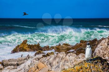 Large cormorant flies over the african penguin. The boulders and algae in Boulders Penguin Colony National Park, South Africa. The concept of  ecotourism