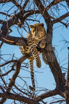 Satisfied and contented leopard resting on a tree. African spotted leopard after feeding. The concept of exotic and extreme tourism. Travel to Namibia