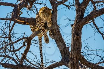  The concept of exotic and extreme tourism. Happy and well fed leopard resting on a tree. African spotted leopard after feeding. Travel to Namibia