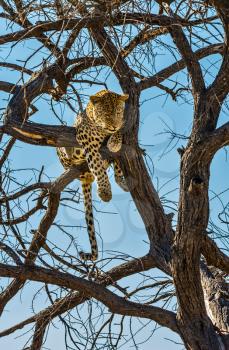 Happy and well fed leopard resting on a tree. African spotted leopard after feeding. The concept of exotic and extreme tourism. Travel to Namibia