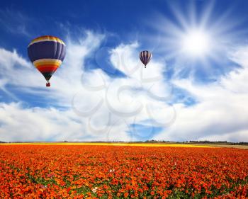 Two multi-color balloons flying over fields of red buttercups - ranunculus. Strong wind drives the clouds. Concept of rural and extreme tourism