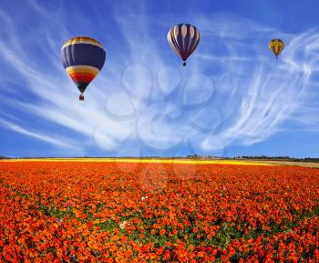 Three multi-color balloons flying over fields of red buttercups - ranunculus. Concept of rural and extreme tourism