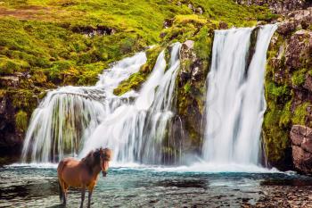 Summer in Iceland. Concept of exotic and extreme tourism. Horse grazing in the grass. At the foot of the mountain Kirkjoufell cascade falls Kirkjoufellfoss