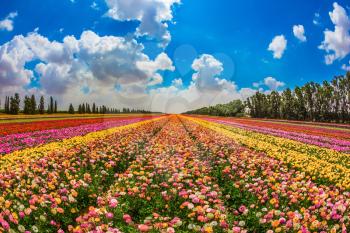 Kibbutz field next to the Gaza Strip. Spring in Israel. Magnificent multicolored flowering garden buttercups. The concept of modern agriculture and industrial floriculture