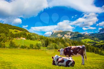 Warm autumn in the Val de Funes, Dolomites. The concept of ecological tourism. Well-fed cows graze on the green meadows of the mountain valley