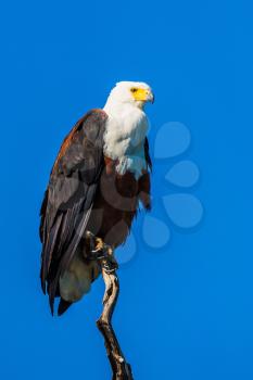 African fish eagle on the background of bright blue sky. The concept of extreme and exotic tourism. Chobe National Park on the Zambezi River, Botswana  
