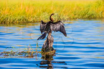  Chobe National Park on the Zambezi River, Botswana. Big Bird wings opened sitting on a tree among water. African cormorant dries its wings