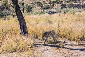 African leopard. A magnificent spotted leopard in the natural conditions of the African savannah in Namibia. The concept of exotic and extreme tourism