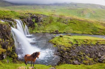 On the shore of waterfall Icelandic horse grazing.  Foggy day in Iceland