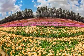  Spring in Israel. Magnificent flowering garden buttercups. The concept of modern agriculture and industrial floriculture. The picture is made  Fisheye lens 