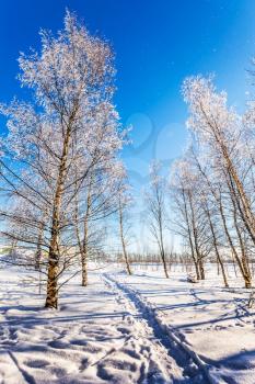 The concept of extreme tourism. Transparent cold air of forest. Crouching road in the snow. Hardwood Grove in Christmas. Sunny frosty day in the Arctic, Lapland