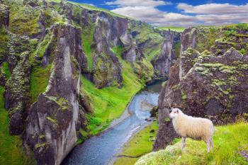 White sheep grazing on the cliff.  Bizarre shape of cliffs surround the stream with glacial water. The Icelandic Tundra in July