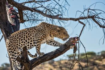 An spotted African leopard climbed a tree. The pieces of meat for him are laid out on the branches. Travel to Namibia. Leopard feeding. The concept of exotic and extreme tourism