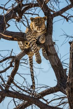 Satisfied and contented leopard resting on a tree. African spotted leopard after feeding. The concept of exotic and extreme tourism. Travel to Namibia