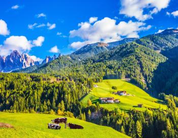 Warm autumn in the Dolomites, the Val de Funes. The concept of ecological tourism. Well-fed cows graze on the green meadows of the mountain valley