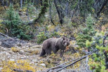  Big brown bear looking for edible roots, berries and acorns. Autumn forest in Jasper National Park
