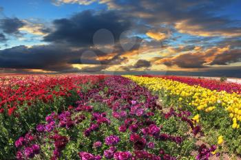 Large field of purple, yellow and red flowers. Spring wind farm on cultivation of buttercups garden.
