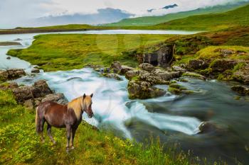  Foggy day in Iceland. On the shore of waterfall Icelandic horse grazing. 