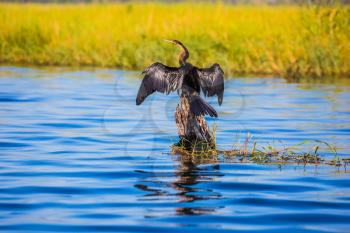 African cormorant dries its wings. Chobe National Park on the Zambezi River, Botswana.  The concept of extreme and exotic tourism