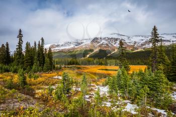 Yellow grass and small lakes. The Rocky Mountains in Canada. Wetland at the foot of the snow-capped mountains. The concept of active and ecological tourism