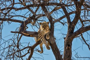African spotted leopard after feeding. Satisfied and contented leopard on the tree. The concept of exotic and extreme tourism. Travel to Namibia