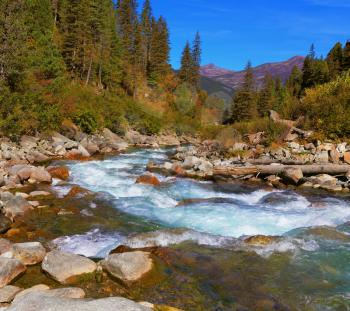 Pastoral in the Alpine mountain valley in Austria. Cascades of cold water at the source of the famous Krimml waterfalls. Rapid mountain stream of coniferous forests