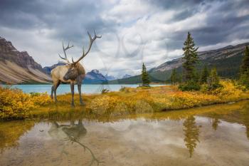 The lush colorful Golden Autumn in the Rocky Mountains of Canada. Wonderful antlered deer on the shore of cold lake