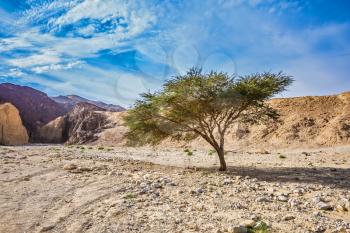 The stone desert in mountains of Eilat, Israel. Tree Desert Acacia tortilis in the Black Canyon