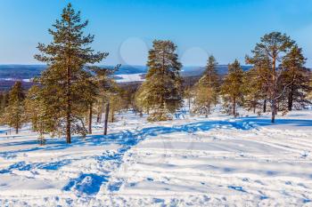 The Polar Circle. Sparse coniferous forest in the snow. Christmas in Lapland. The concept of exotic and extreme travel
