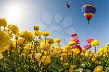 The concept of recreation and eco-tourism. Huge multicolored balloon flies slowly over field of garden buttercups. Neverland sun, flowers and balloon