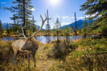 The big red deer with branchy horns is grazed on bank of the lake. The concept of eco-tourism. Indian summer in the Rocky Mountains of Canada