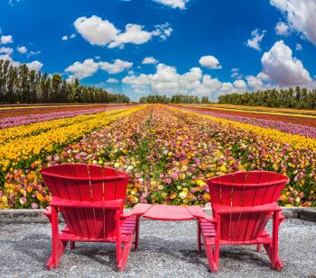  Convenient red chairs on a flower meadow. The concept of eco-tourism. Rustic vacation