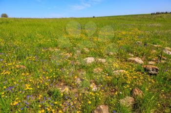 Flat hills are covered with a continuous carpet of wild flowers. The spring blossoming Golan heights