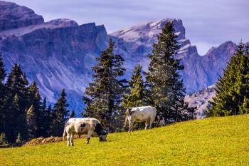 Farm Cows grazing on a grassy hill. Well-known international ski resort Alps di Siusi. Concept of active and ecological tourism
