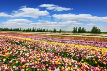  Spring flowering buttercups. Israeli kibbutz close to the border. Magnificent flower carpet of colorful garden buttercups 