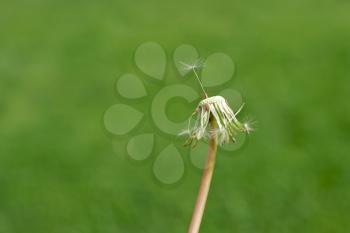 Royalty Free Photo of a Dandelion With the Seeds Gone