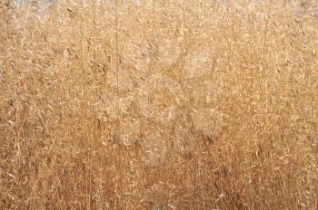 Royalty Free Photo of a Field of Dry Grass