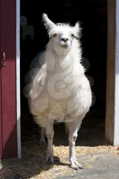 Royalty Free Photo of a Llama
